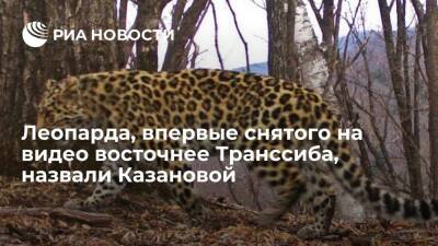 Дальневосточного леопарда, впервые снятого на видео восточнее Транссиба, назвали Казановой - ria.ru - Россия - Приморье край - Владивосток - район Надеждинский