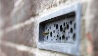 В английских городах будут заботится об одиноких&#8230;пчелах