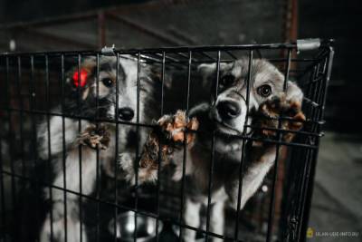 Экс-зампред правительства призвал власти Бурятии к «тяжелому решению» о собаках
