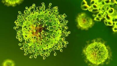 В ЮАР обнаружили новый потенциально опасный для людей коронавирус