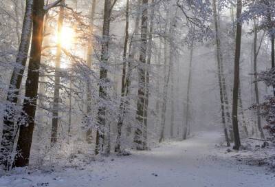 Днем в Ленобласти ожидаются морозы и небольшой снег