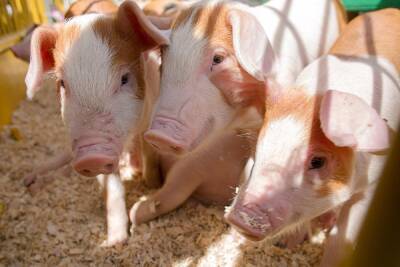 На севере Свердловской области — новая вспышка африканской чумы свиней