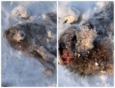 Под Новосибирском волонтёры пытаются спасти вмёрзшую в снег собаку