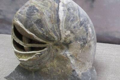 В Андреапольский музей привезли большого окаменелого моллюска