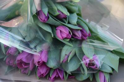 В Ульяновске к 8 Марта вырастят 800 тысяч тюльпанов
