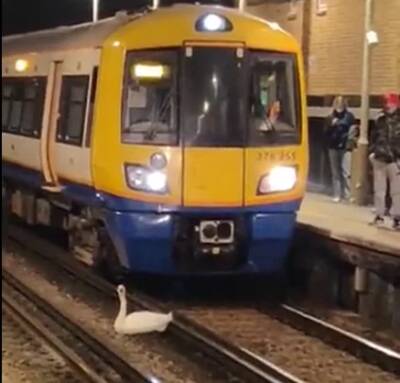 В Лондоне лебедь парализовал работу метро (ВИДЕО)