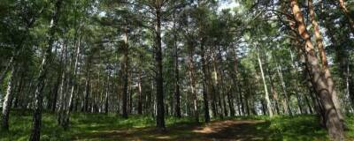 Площадь лесопарковой зоны Иркутска увеличат на 39 тысяч гектаров