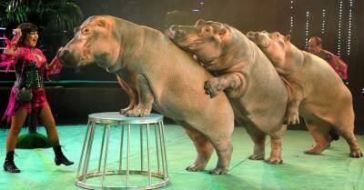 С 1 января 2022 года на содержание, использование животных в зоопарках и цирках нужна лицензия