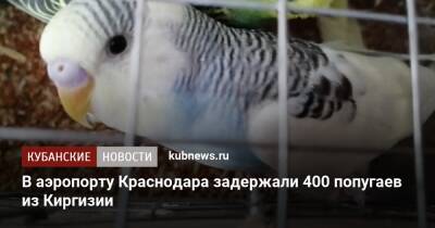 В аэропорту Краснодара задержали 400 попугаев из Киргизии