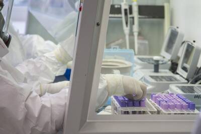 Новосибирские учёные выявили штамм «омикрон» в 88 % ковид-положительных тестов