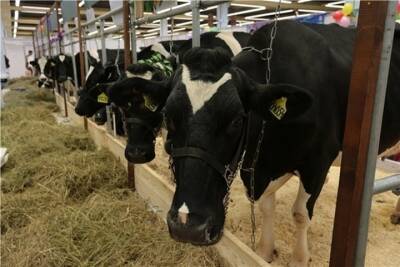 Два новых молокозавода откроют в Чувашской республике уже в этом году