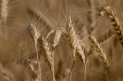 В Україні зменшується частка вітчизняного насіння пшениці