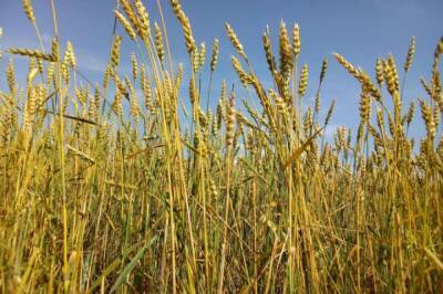 Минсельхоз объявил о прекращении продажи зерна из интервенционного фонда