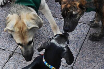 Зоозащитники предупредили о возможном риске коррупции после разрешения усыплять агрессивных собак
