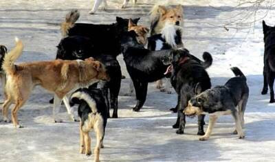 В Магадане объявлен режим ЧС из-за бродячих собак