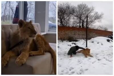 160-килограммовый лев Рома запугал жителей украинского села: зверь неоднократно сбегал от хозяина