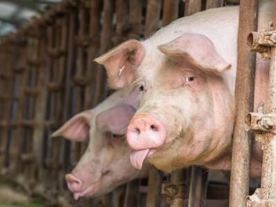 В одном из регионов Украины выявили африканскую чуму свиней