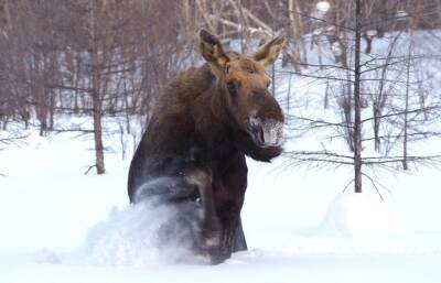 После закрытия сезона охоты на лося в Тверской области поймали 11 браконьеров