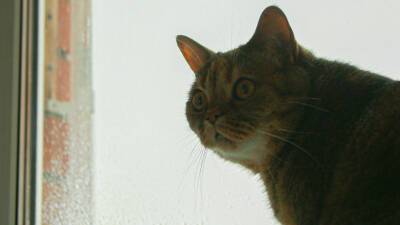 В Шотландии кот нашелся спустя 11 лет после пропажи
