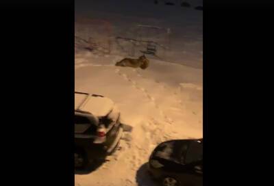 Волк разодрал кота во дворе многоэтажки в Ленобласти