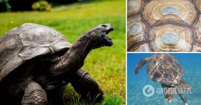 Черепаха Джонатан стала старейшей в мире – фото – Книга рекордов Гиннеса