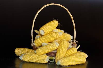 Ціни на українську кукурудзу зросли до 3-місячного максимуму