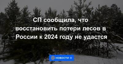 СП сообщила, что восстановить потери лесов в России к 2024 году не удастся