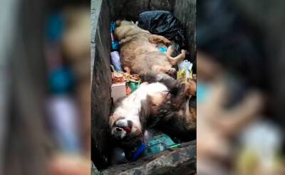 В мусорном баке в Джизакской области обнаружили нескольких застреленных собак