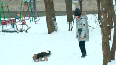 В Воронеже активизировались убийцы собак