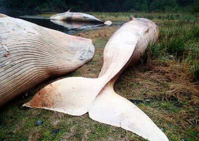 Более 300 китов выбросились на берег Чили