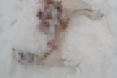 Волки отгрызли голову собаке в Пушкинских Горах