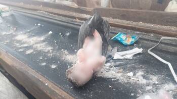 Жесть как она есть: труп новорожденного ребенка замерзал живьем в мусорном баке (ФОТО)