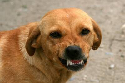 В Новосибирске насчитали 15 тысяч безнадзорных собак