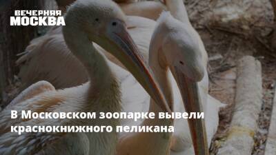 В Московском зоопарке вывели краснокнижного пеликана