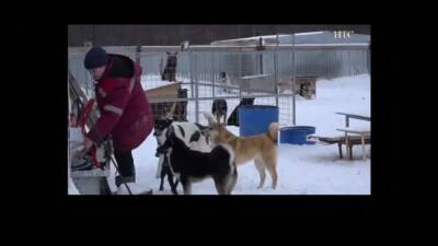 Жители Ноглик мечтают избавиться от лая приютских собак под окнами - sakhalin.info