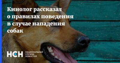 Кинолог рассказал о правилах поведения в случае нападения собак - nsn.fm - Россия
