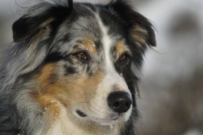 В Новосибирске отлов одной бездомной собаки обходится в 20 тысяч рублей