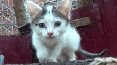 В Воронежской области бешенство нашли у 9 кошек
