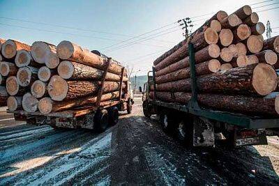 В контрабанде красноярского леса на 260 млн рублей заподозрили иностранца