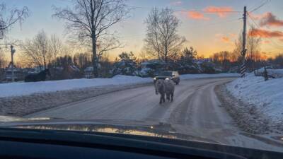 Бесстрашного пони заметили на шоссе в Воейково