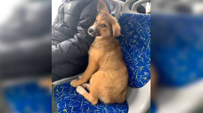 Выброшенный щенок отправился в путешествие по Воронежу на маршрутках