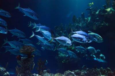 Ученые выяснили, что рыбы умеют говорить и мира