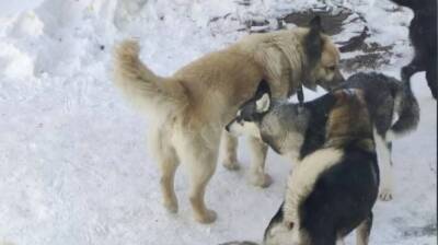 Стая бродячих псов напала на ребенка в центре Уфы