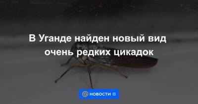 Анна Лысенко - В Уганде найден новый вид очень редких цикадок - news.mail.ru - Англия - Уганда