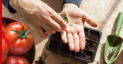 Как подготовить семена томатов на рассаду: советы эксперта