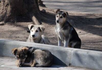 В Уфе около 10 бездомных собак напали на ребенка около ЖК «Иремель»