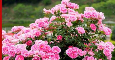 Для тенистого сада: 7 неприхотливых сортов роз