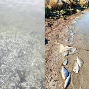 От холода в Греции погибли сотни тысяч рыб. Видео