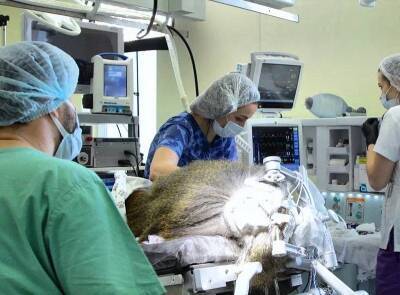 В России началась чипизация: ученые впервые вживили имплант в мозг примату