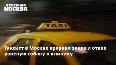 Таксист в Москве прервал заказ и отвез раненую собаку в клинику